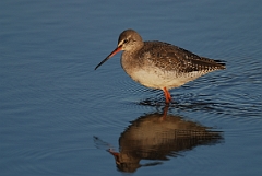 David Plant Photography - Wildlife Photography - Spotted redshank - F